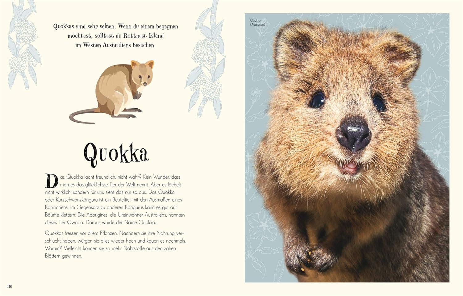 Tier, Säugetier, Nagetier, Känguru, Bär