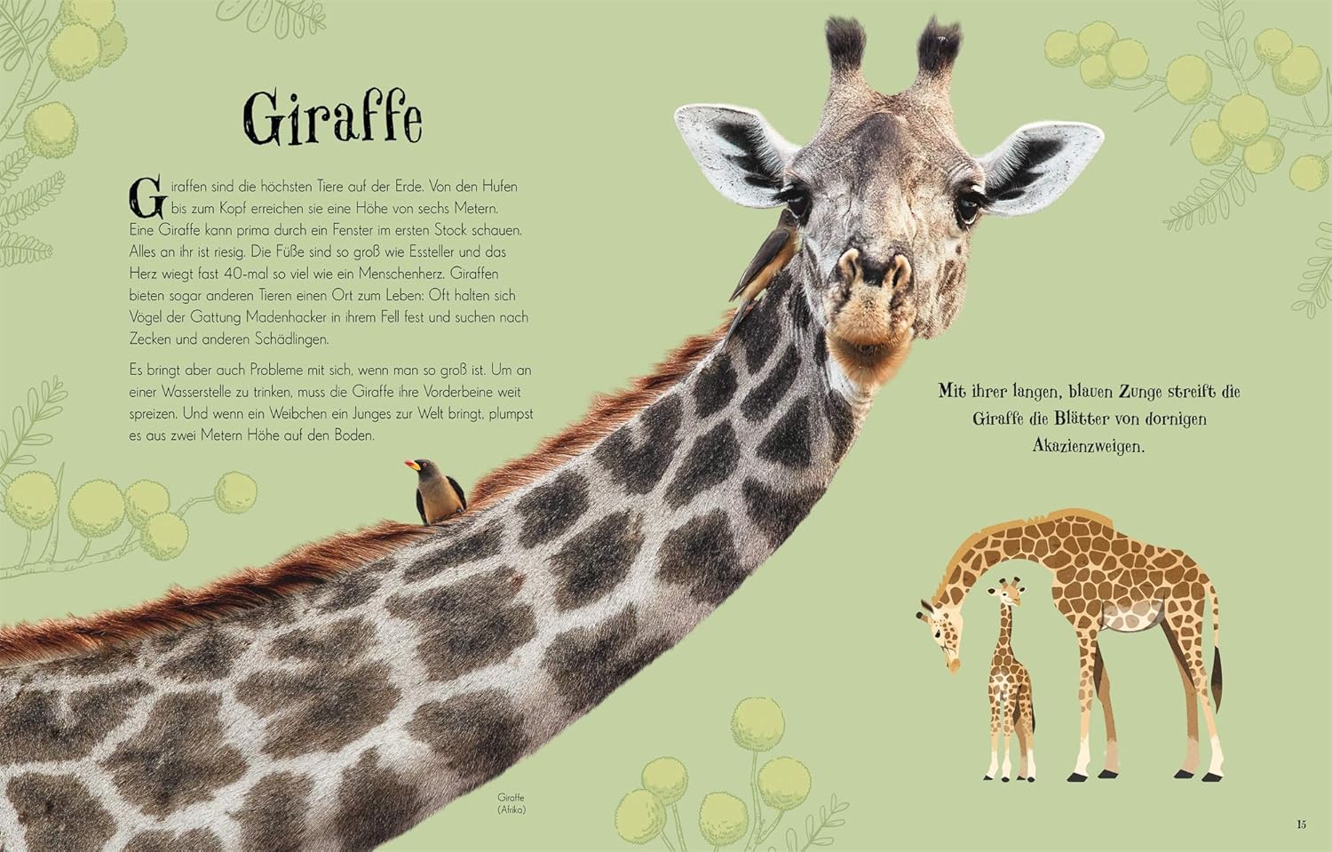 Tier, Pinguin, Giraffe, Säugetier, Tierwelt