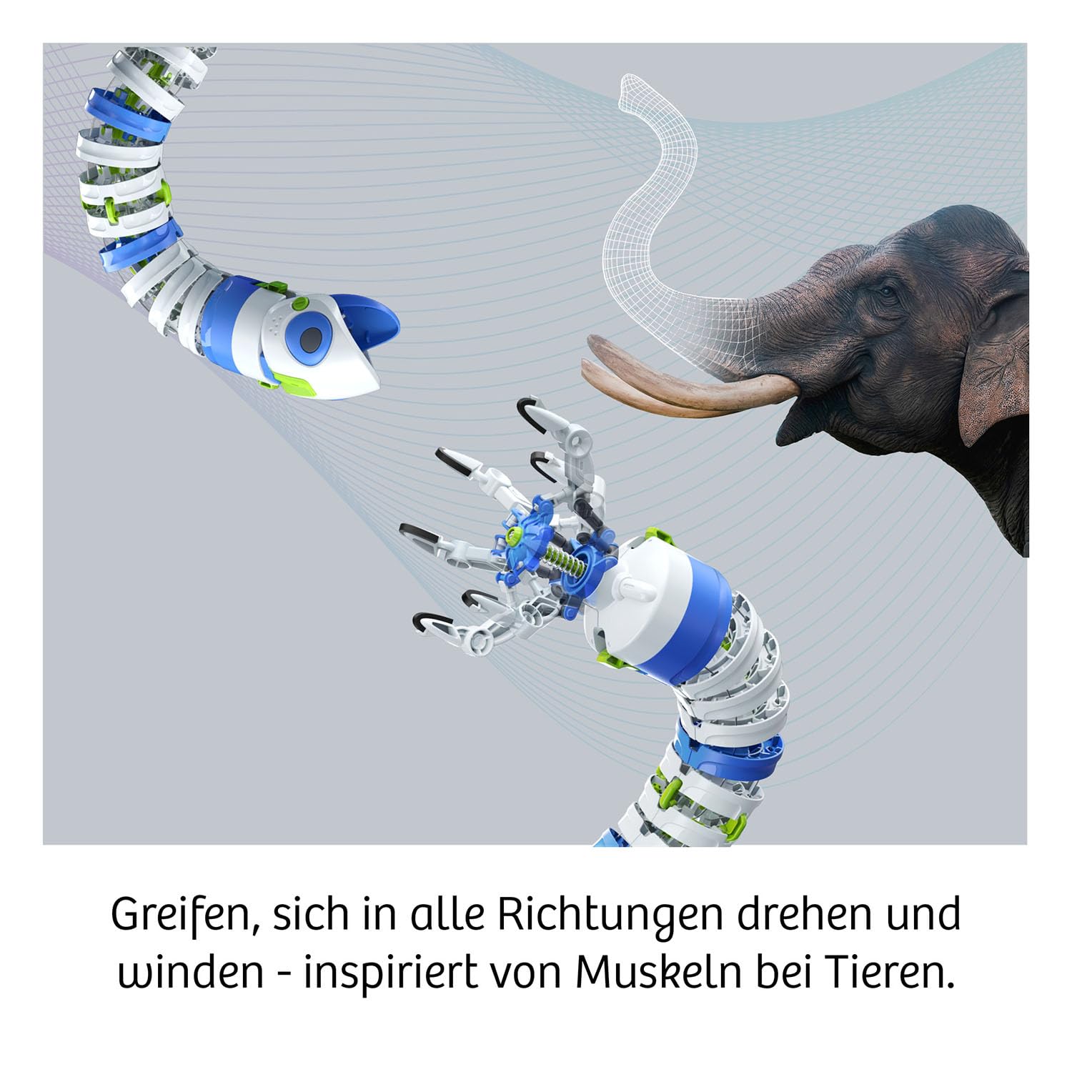 Tier, Elefant, Säugetier, Tierwelt